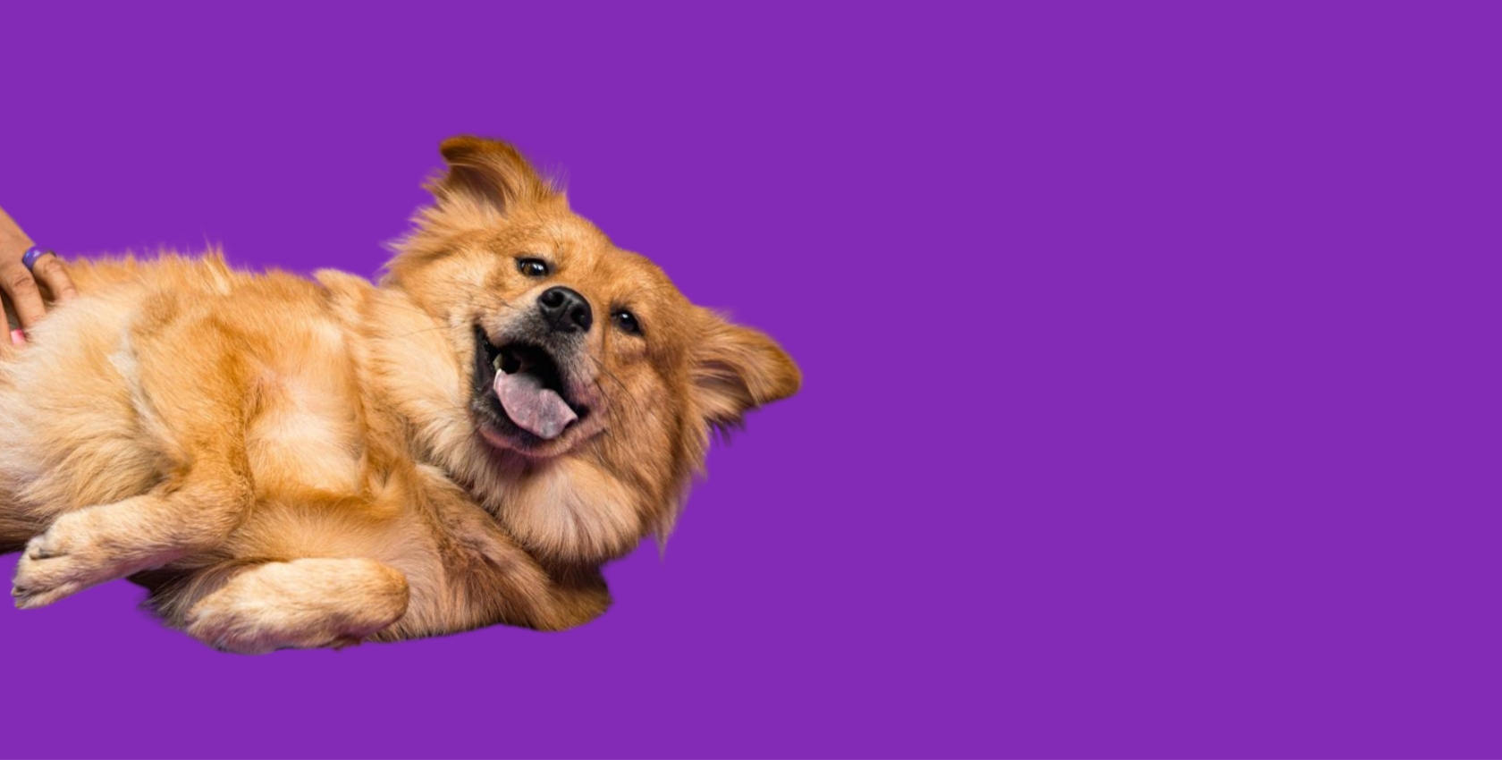 Cachorro